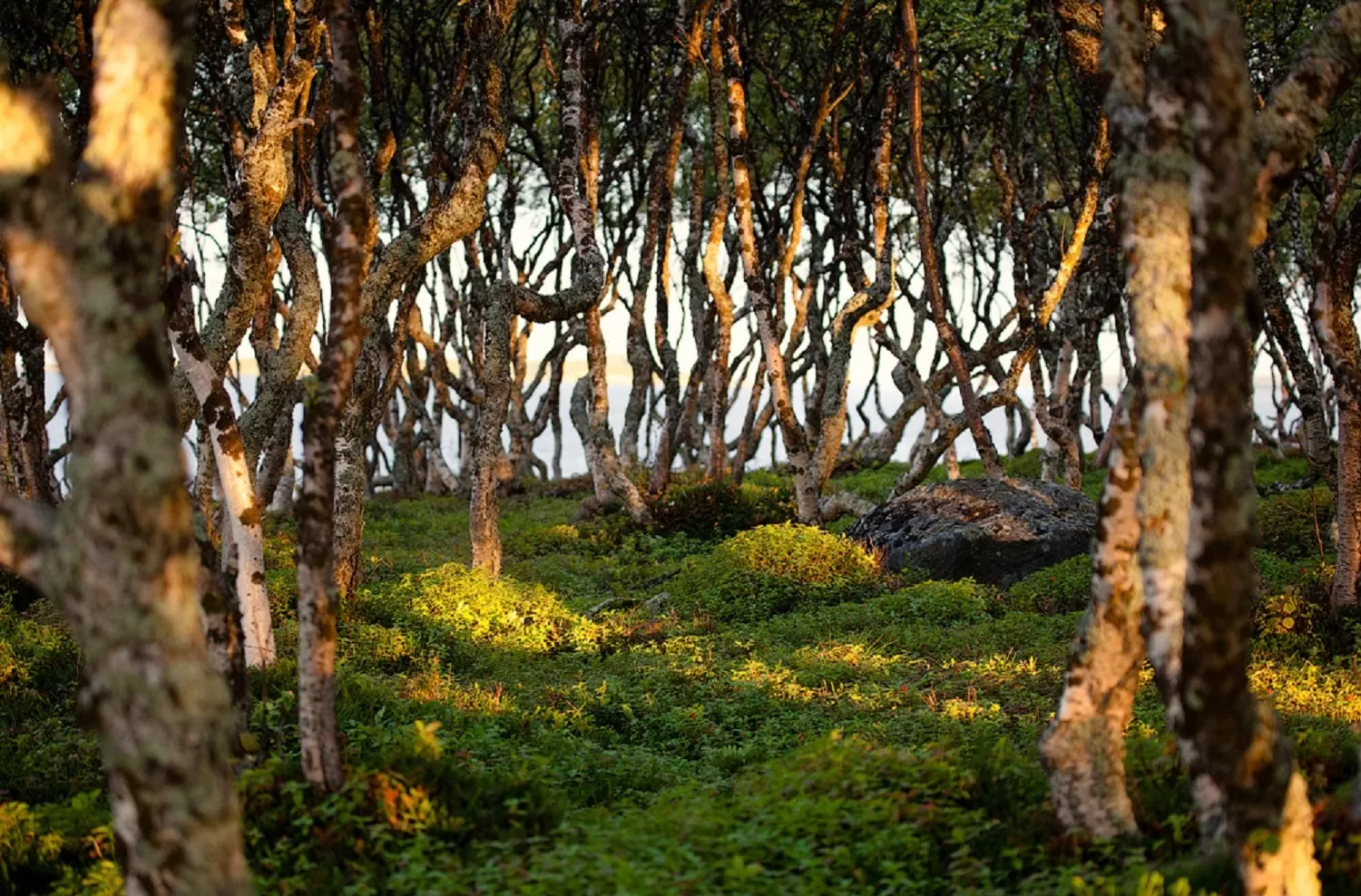 Криволесье. Танцующий лес Соловки. Соловки Танцующие березы. Танцующий лес на Соловецких островах. Березовое криволесье на Соловках.
